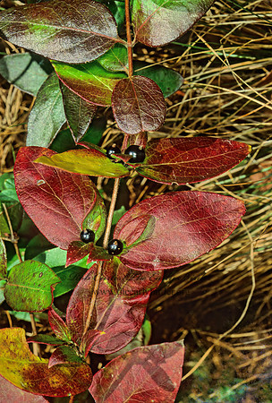 Lonicera japonica  JAPANESE HONEYSUCKLE 213916z