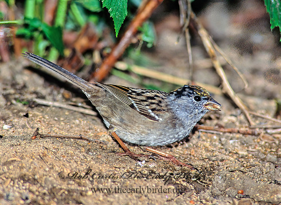 Zonotrichia atricapilla  GOLDEN-CROWNED SPARROW 126929z