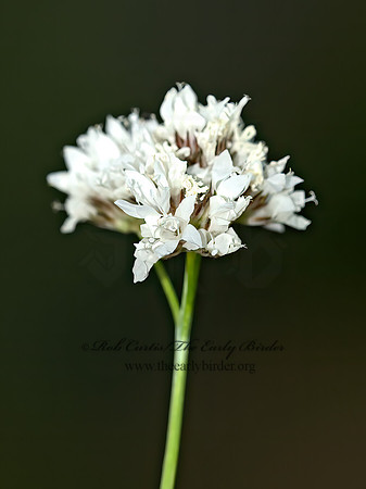 Gilia capitata BLUEHEAD GILEA 9058588z