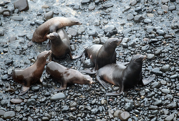 Zalophus californianus  CALIFORNIA SEA LION 8019669z