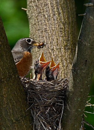 Turdus migratorius  AMERICAN ROBIN 6006187z