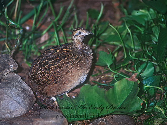 Nothoprocta perdicaria  CHILEAN TINAMOU 58934z