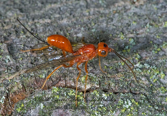 Aulacus burquei 5008130z