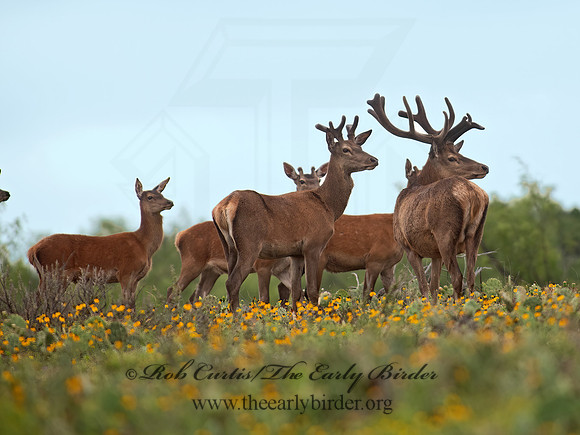 Odocoileus virginianus  WHITE-TAILED DEER 6040762z