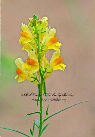 Linaria vulgaris  BUTTER-AND-EGGS 208435z