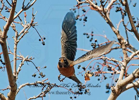 Turdus migratorius  AMERICAN ROBIN 8024580z