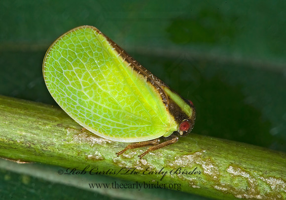 Acanalonia bivittata 6010763z