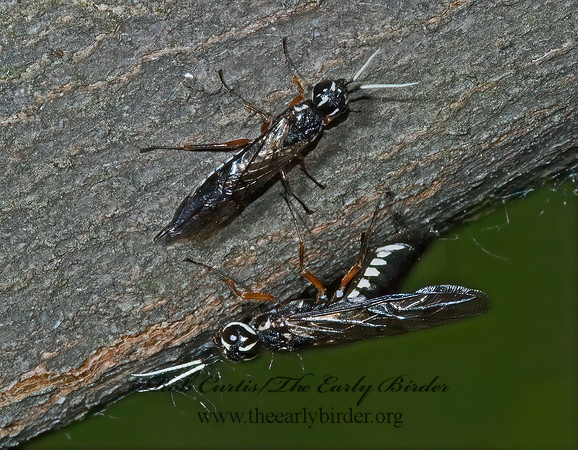 Xiphydria maculata 5008215z