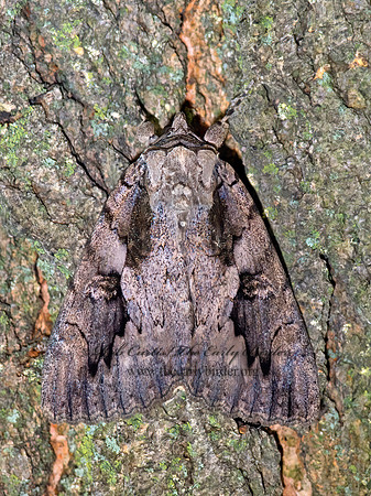 Catocala amatrix SWEETHEART UNDERWING 9014261z