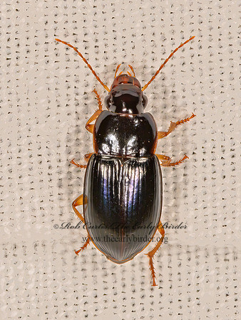 Trichotichnus autumnalis  HARPALINAE GROUND BEETLE 3021851z