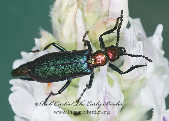 Lytta nutallis 7010761 z