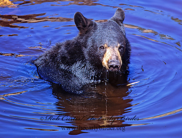 Ursus americanus  BLACK BEAR  301923z