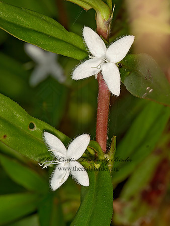 Diodia virginiana  BUTTONWEED 9048511z
