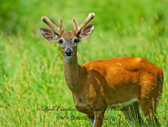 Odocoileus virginianus  WHITE-TAILED DEER 96308z