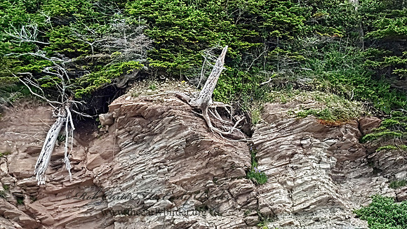 Forillon NP  CLIFF WITH DEAD TREES 2000140z