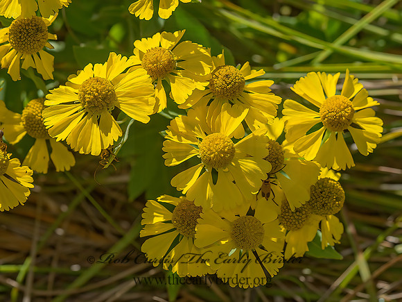 Helenium autumnale  COMMON SNEEZEWEED 9041158z