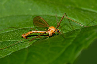 Nephrotoma eucera  CRANE FLY 8022752 Mz