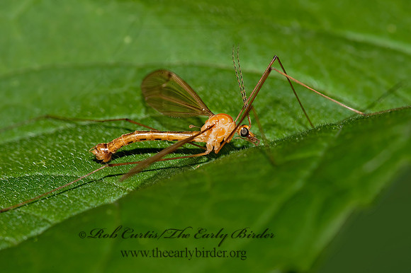 Nephrotoma eucera  CRANE FLY 8022752 Mz