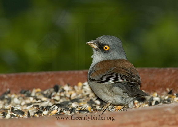 Junco phaeonotus  YELLOW-EYED JUNCO 5005984z