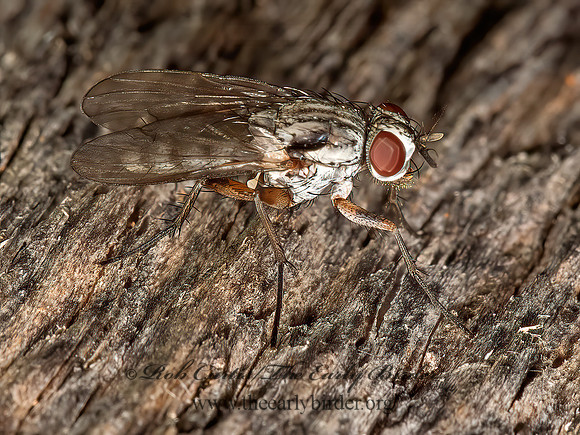 Eustalomyia vittipes  ROOT-MAGGOT FLY~ 9023855z