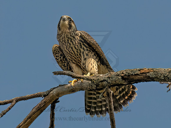 Falco peregrinus PEREGRINE FALCON 9090599z