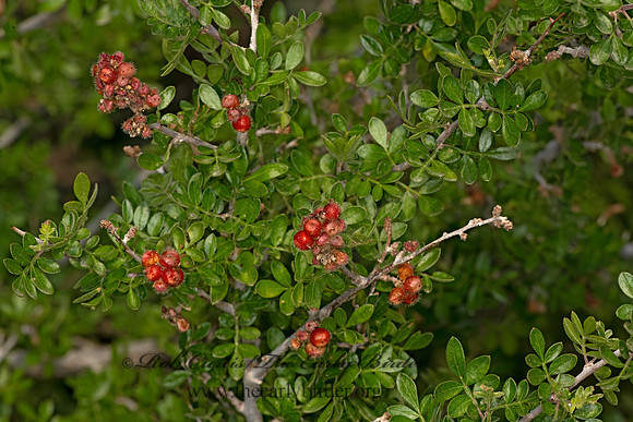 Rhus microphylla  LITTLE LEAF SUMAC 3038315-z