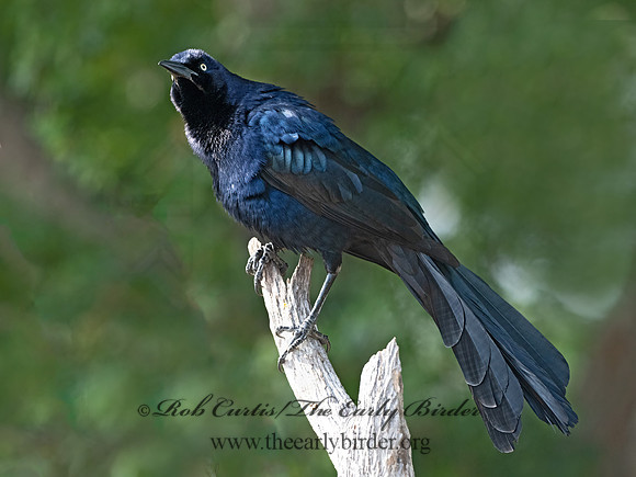 Quiscalus mexicanus  GREAT-TAILED GRACKLE 3032761z