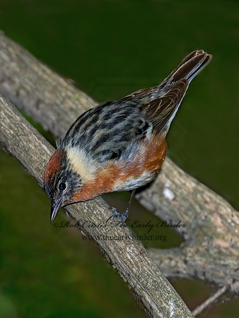 Setophaga castanea  BAY-BREASTED WARBLER 6006279z