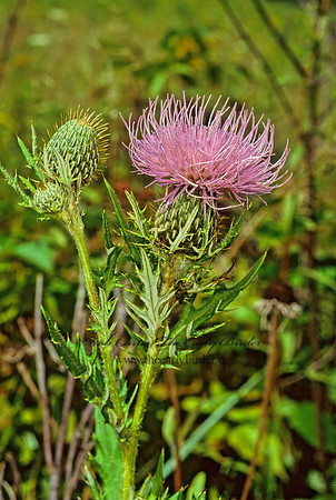 Cirsium discolor  PASTURE THISTLE 114329z