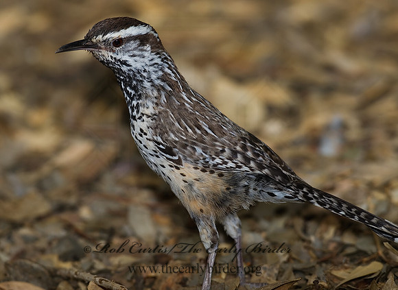 Campylorhynchos brunneicapillus  CACTUS WREN 6025374z