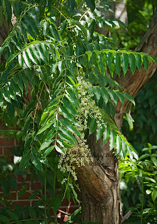 Cedrela sinensis  MOON TREE 8015585z