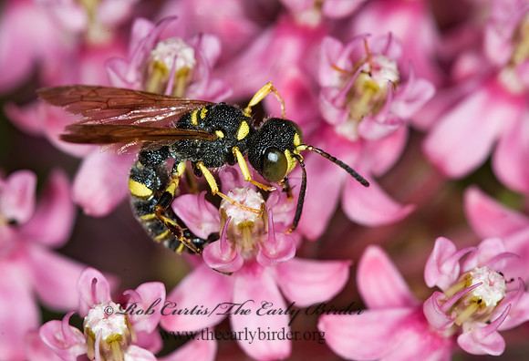 Cerceris  WEEVIL WASP 6011602z