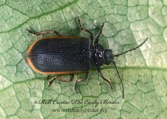 Galerucella nymphaeae  WATER-LILY BEETLE 238007z