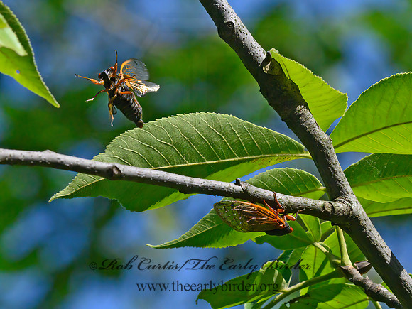 Magicicada cassinii  CASSIN'S PERIODICAL CICADA 3021405z