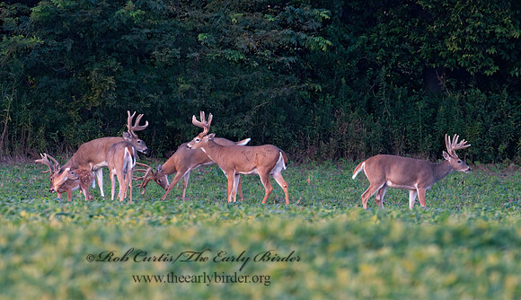 Odocoileus virginianus  WHITE-TAILED DEER 3004032z