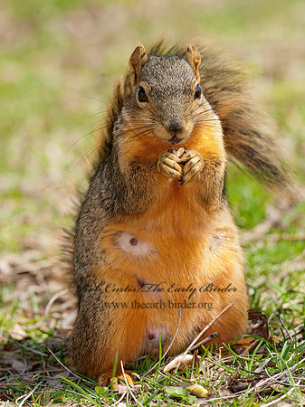 Sciurus niger  FOX SQUIRREL 8021731z