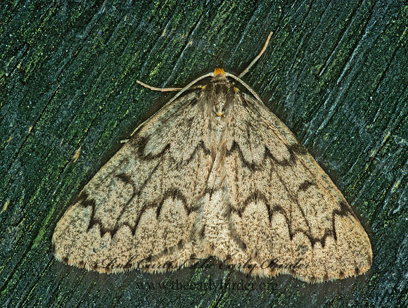 Nepytia canosaria FALSE HEMLOCK LOOPER MOTH1275929z