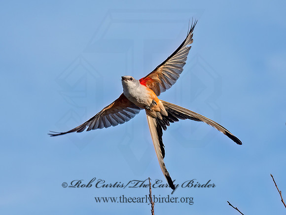Tyrannus forficatus SCISSOR-TAILED FLYCATCHER 9091926z