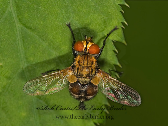 Gymnoclytia occidua  PHASIINAE TACHINID FLY  8014948z