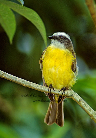 Myiozetetes similis  SOCIAL FLYCATCHER 205008 z