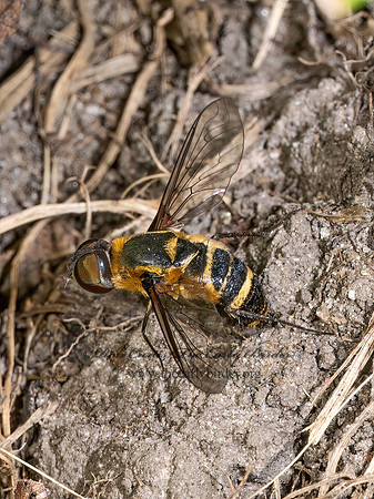 Villa BEE FLY 9090349z