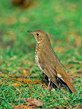 Catharus guttatus  HERMIT THRUSH 139329z