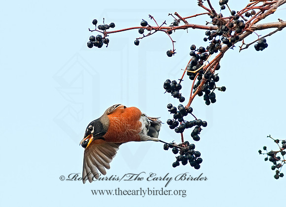 Turdus migratorius  AMERICAN ROBIN 8024535z
