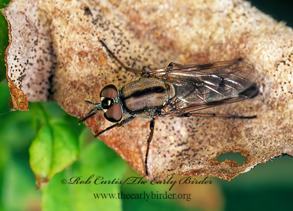 Ozodiceromyia flavipennis  STILETTO FLY 179036 Fz