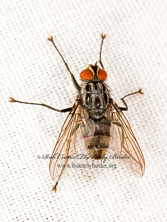 Dexiini  TACHINID FLY 3021854z