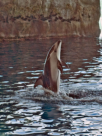 Lagenorhynchus obliquidiens  PACIFIC WHITE-SIDED DOLPHIN 4002698z