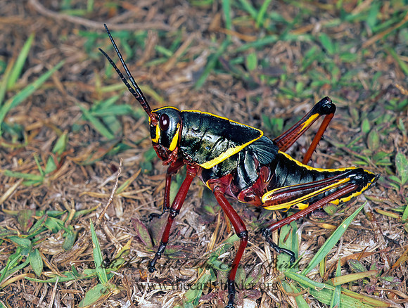 Romalea microptera SOUTHERN LUBBER GRASSHOPPER 249028z