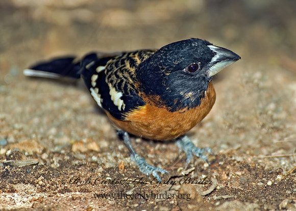 Pheucticus melanocephalus  BLACK HEADED GROSBEAK 5005488z