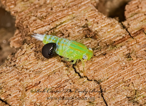 Thionia simplex 8006834 z
