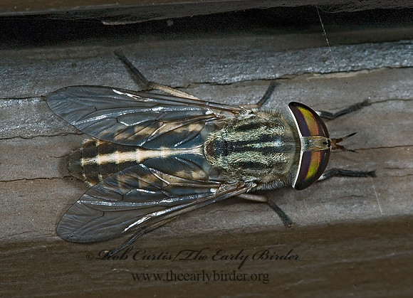 Tabanus lineola HORSE FLY 5014309z